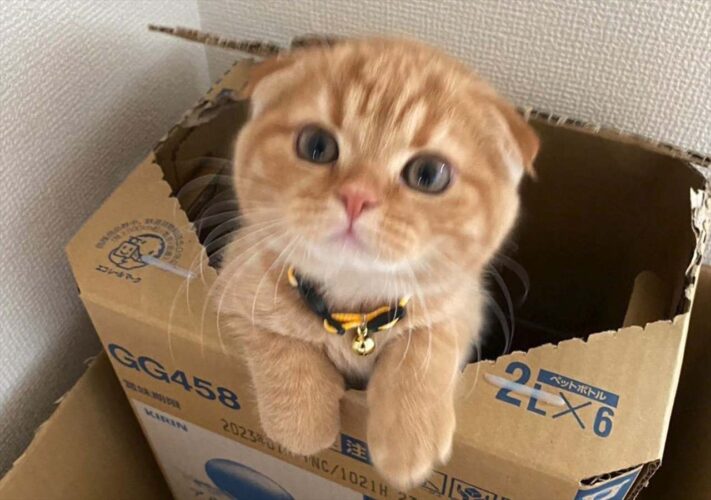 子ネコがダンボール箱に入ってかくれんぼ中！「このビックリ箱なら何度も引っかかりたい」「ピョコっと出てきてかわいい」