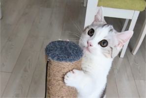 よじ登りを極めた顔してる。登頂に成功した子猫に反響「ほめられ待ち〜」「やったぜーってお顔にゃ！」