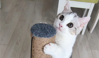 よじ登りを極めた顔してる。登頂に成功した子猫に反響「ほめられ待ち〜」「やったぜーってお顔にゃ!」