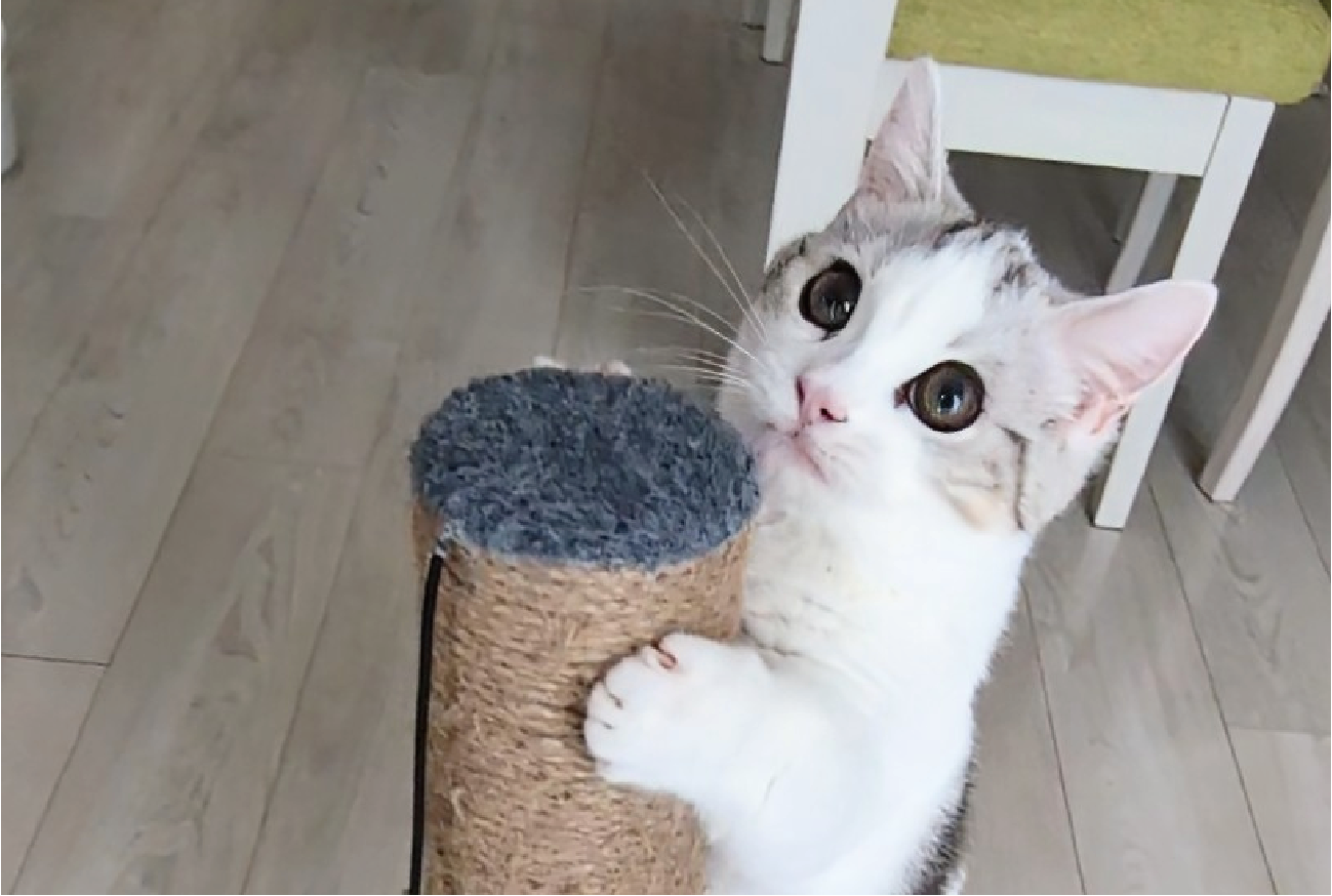 よじ登りを極めた顔してる。登頂に成功した子猫に反響「ほめられ待ち〜」「やったぜーってお顔にゃ!」
