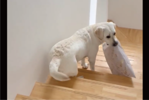 イタズラに気付いて欲しい？座布団をくわえて待機するラブラドールレトリバーに反響「構ってほしいのかな？」「イタズラしてるのね～︎」