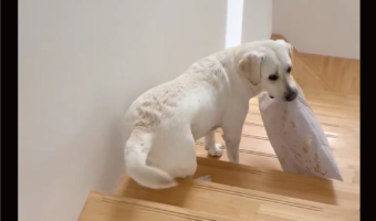 イタズラに気付いて欲しい？座布団をくわえて待機するラブラドールレトリバーに反響「構ってほしいのかな？」「イタズラしてるのね～︎」