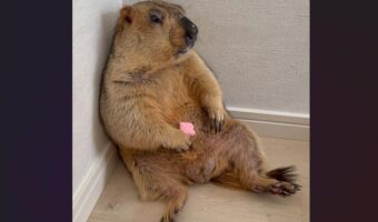 壁にもたれかかっているマーモット。脱力している姿が話題に「仕事疲れたなあって顔に見えます」「姿がもうおじさん」