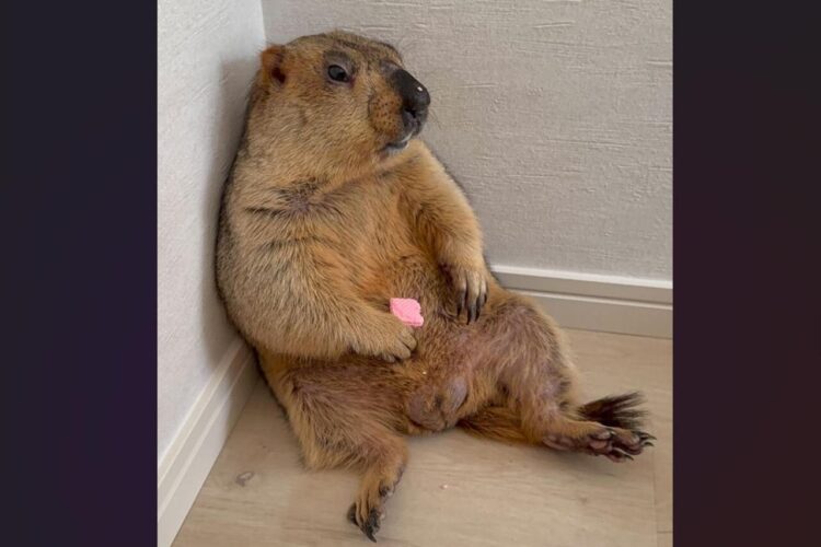 壁にもたれかかっているマーモット。脱力している姿が話題に「仕事疲れたなあって顔に見えます」「姿がもうおじさん」