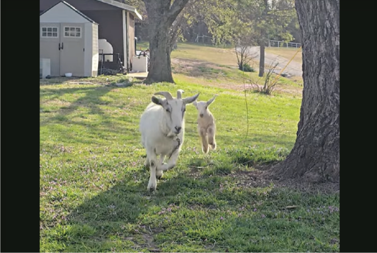 跳ねまわっていた子ヤギにハプニング！？紐に足を引っかけ危ない！と思ったら・・ミラクルな展開に！！【アメリカ・動画】