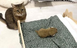 ネコのベッドにぬいぐるみを置いてあげたら・・。四コマ写真にまさかのオチが！！「一コマ目と四コマ目の目付きが違う」