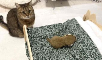 ネコのベッドにぬいぐるみを置いてあげたら・・。四コマ写真にまさかのオチが!!「一コマ目と四コマ目の目付きが違う」