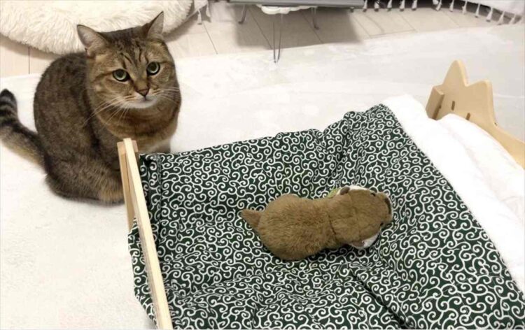 ネコのベッドにぬいぐるみを置いてあげたら・・。四コマ写真にまさかのオチが！！「一コマ目と四コマ目の目付きが違う」