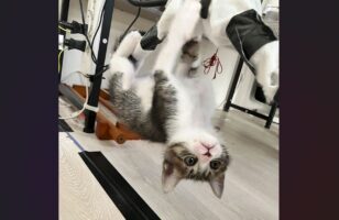 安全に配慮して配線にカバーをした結果・・ネコの遊び道具にされちゃった！？「ちょっとしたアスレチックになってる」「なんでもオモチャ！」