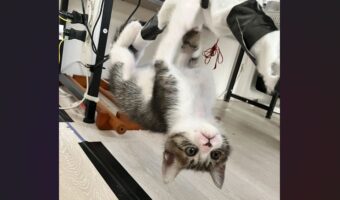 安全に配慮して配線にカバーをした結果・・ネコの遊び道具にされちゃった!?「ちょっとしたアスレチックになってる」「なんでもオモチャ!」