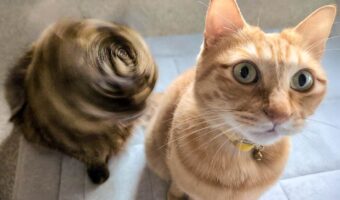 すさまじいネコドリルだ!顔が判別できないほどの動きに反響「軸のブレない見事なネコドリル」「右の子が真顔なのが妙に面白い」