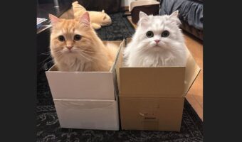 愛猫たちの避難先。掃除機かけたらダンボールにちょこんと収まっている姿が話題に「ここに入れば安全だ！と思ってるのかな」「避難先がかわいい」