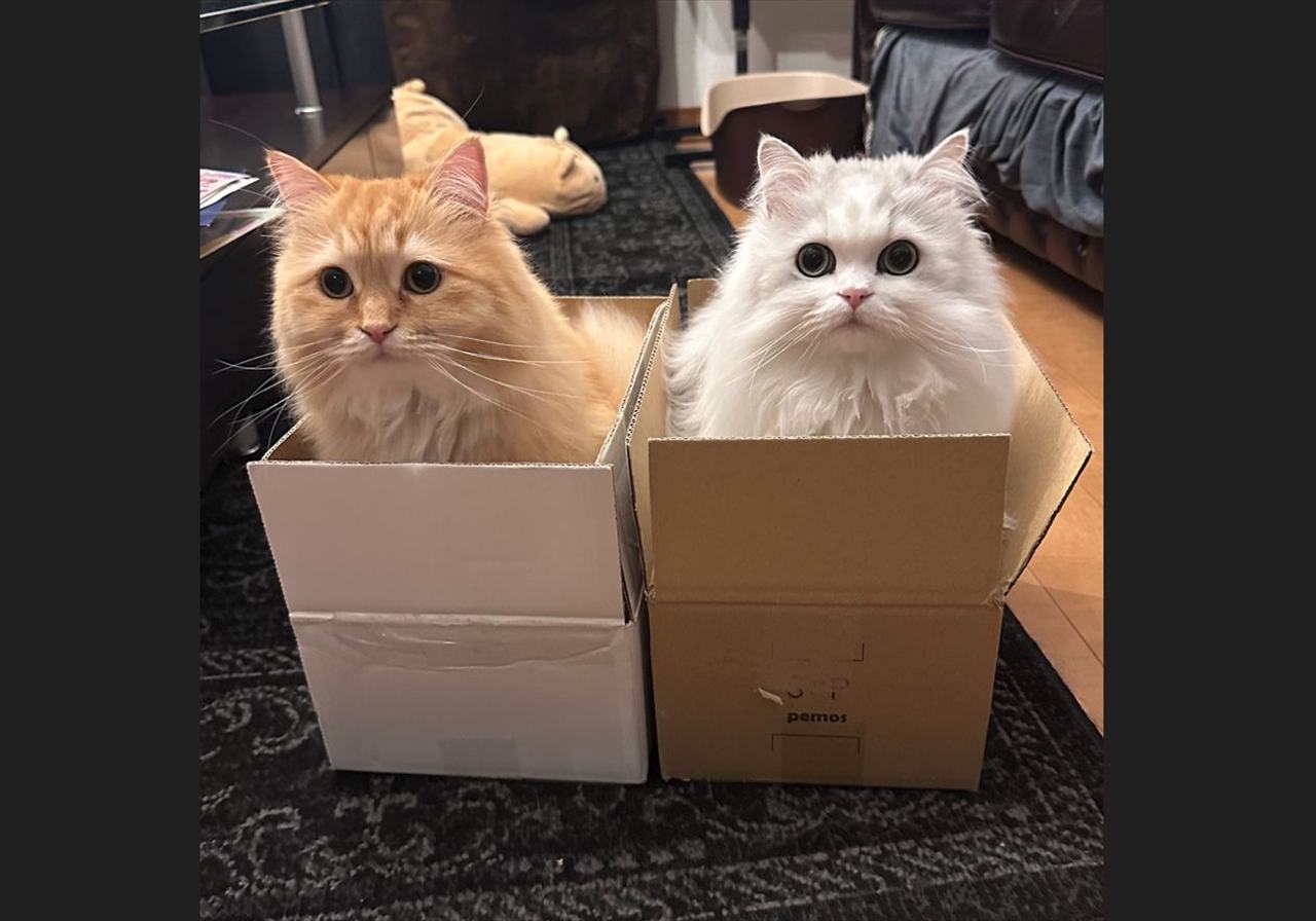 愛猫たちの避難先。掃除機かけたらダンボールにちょこんと収まっている姿が話題に「ここに入れば安全だ!と思ってるのかな」「避難先がかわいい」