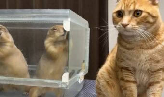 プレーリードッグがケージを激しくシャカシャカ。それを見たネコのリアクションは・・「何してんの?って感じの顔最高!」