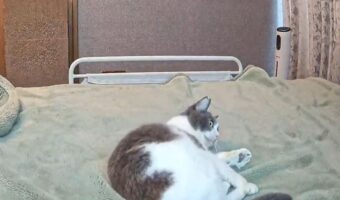 愛猫は元柔道部？！ベッドで受け身の練習するネコに「稽古に励まれてますね」「仮想の敵が豊富！」