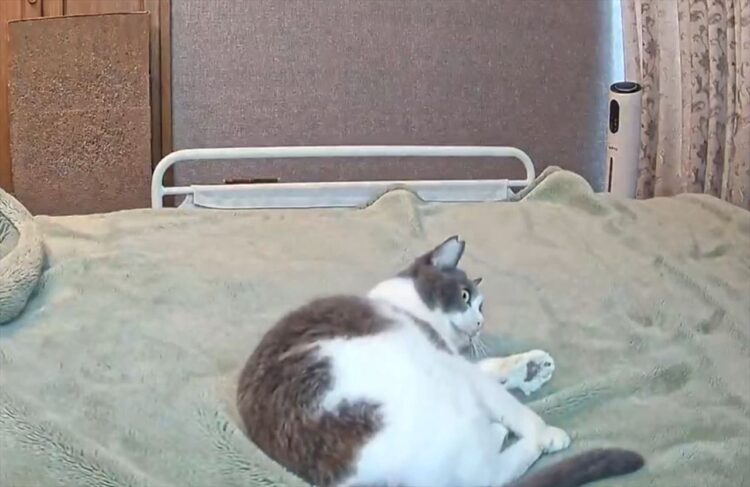 愛猫は元柔道部？！ベッドで受け身の練習するネコに「稽古に励まれてますね」「仮想の敵が豊富！」