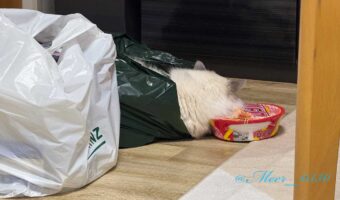買い物袋に潜り込み、カップ麺を枕にして眠るネコに「フル活用して寛いでる」「高さが丁度良さそう」