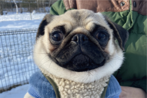 「かわいいマフラーつけてるね」と言われてしまったパグが話題に「え、首のタプタプ？かわいい～」「着脱不可なマフラー」