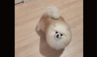 ポメラニアンは熱烈歓迎!飼い主さんが2階から降りてきた時のリアクションに反響「かわいい癒し!」