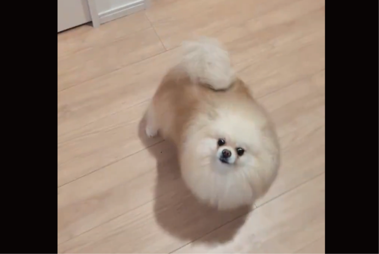 ポメラニアンは熱烈歓迎！飼い主さんが2階から降りてきた時のリアクションに反響「かわいい癒し！」