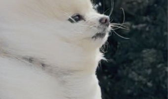 強風でポメラニアンが！？オールバック姿が話題に「架空の生き物になってる」「大変凛々しいお姿」