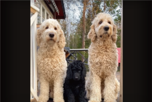 大きく成長しました！愛らしいサイズだったゴールデンドゥードルの子犬が2年間で激変！！【海外・動画】