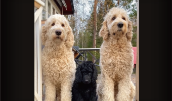 大きく成長しました！愛らしいサイズだったゴールデンドゥードルの子犬が2年間で激変！！【海外・動画】