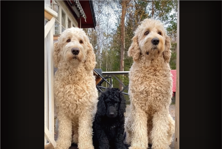 大きく成長しました！愛らしいサイズだったゴールデンドゥードルの子犬が2年間で激変！！【海外・動画】