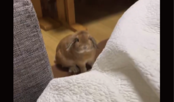 どこにいてもすぐ飛び乗ってくる!甘えん坊のウサギに「メロメロです」「目にも止まらぬ速さ!」