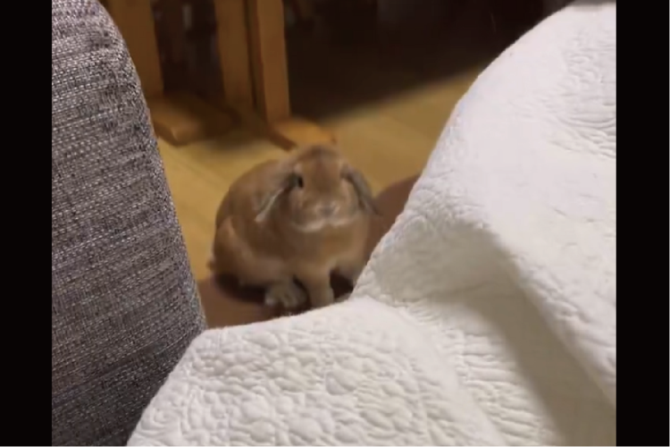 どこにいてもすぐ飛び乗ってくる！甘えん坊のウサギに「メロメロです」「目にも止まらぬ速さ！」