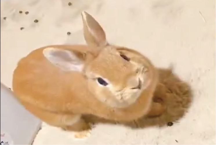 ウサギが空中で体の向きを反転！？アクロバティックな動きに反響「エアードリフト！？」「見てくれた？と見つめているのかわいい」