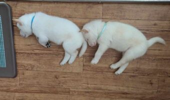 並んで寝ている子犬たちがかわいすぎると話題に「これがホントの連ケツ」「口角上がってるのがたまらんです」
