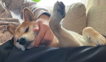 柴犬のアゴを撫でたらおててが上がる?!面白い「謎ギミック」に反響