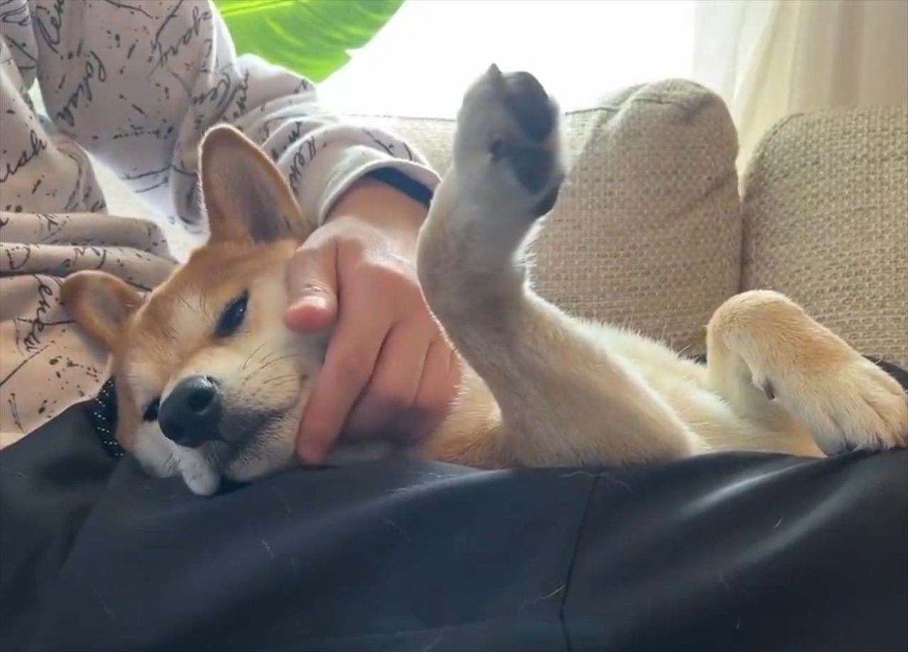 柴犬のアゴを撫でたらおててが上がる?!面白い「謎ギミック」に反響