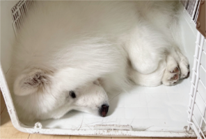 クレートの中でおててを折りたたんで丸まってるサモエドに反響「おててないないするスタイル」「あんよがかわいすぎる」