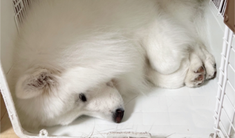 クレートの中でおててを折りたたんで丸まってるサモエドに反響「おててないないするスタイル」「あんよがかわいすぎる」