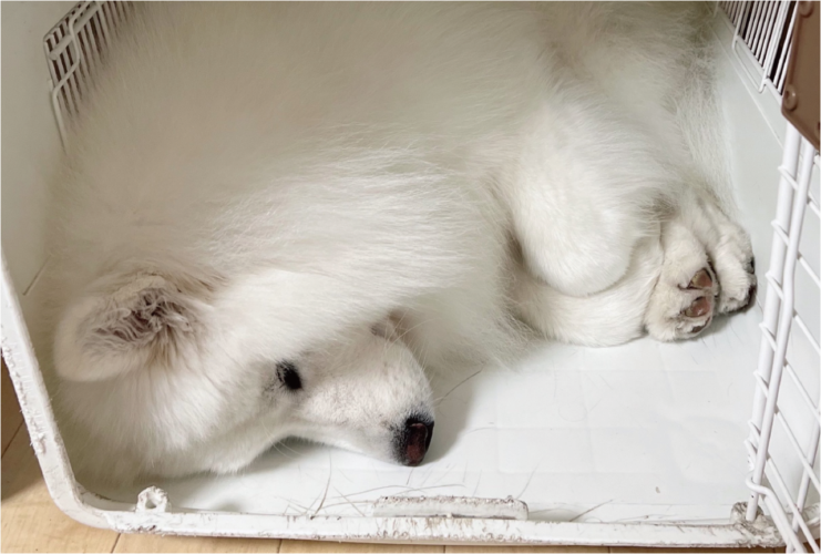 クレートの中でおててを折りたたんで丸まってるサモエドに反響「おててないないするスタイル」「あんよがかわいすぎる」