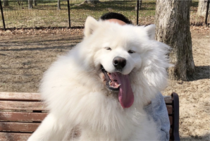ちょっとだらしない？だっこしてもらうサモエドがかわいい「満足げな笑顔ですね」「でっかくてかわいいもふもふ〜」