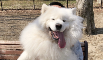 ちょっとだらしない？だっこしてもらうサモエドがかわいい「満足げな笑顔ですね」「でっかくてかわいいもふもふ〜」