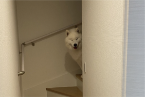 2階に行かないようにゲートを設置したのに・・。難関を突破したサモエドの表情が話題に「悪笑みをしたサモエド」「簡単なアスレチックでしたなぁの顔」