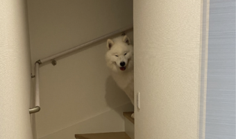 2階に行かないようにゲートを設置したのに・・。難関を突破したサモエドの表情が話題に「悪笑みをしたサモエド」「簡単なアスレチックでしたなぁの顔」