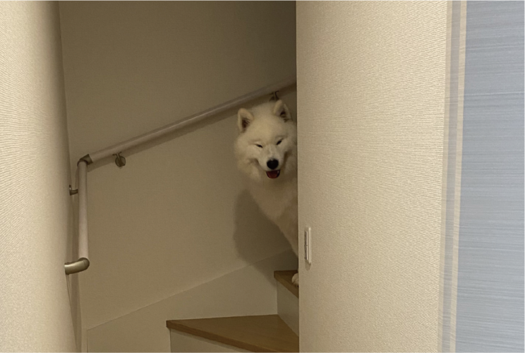 2階に行かないようにゲートを設置したのに・・。難関を突破したサモエドの表情が話題に「悪笑みをしたサモエド」「簡単なアスレチックでしたなぁの顔」