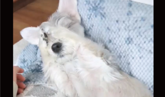 シュナマルの寝起き姿がかわいすぎる！？「世界一かわいい目覚め方である」