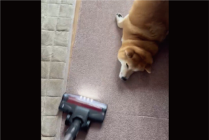 掃除機をかけた直後から・・。掃除が無限ループになる柴犬の行動に「かわいいから許しちゃいますね」