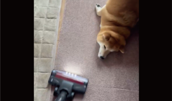 掃除機をかけた直後から・・。掃除が無限ループになる柴犬の行動に「かわいいから許しちゃいますね」