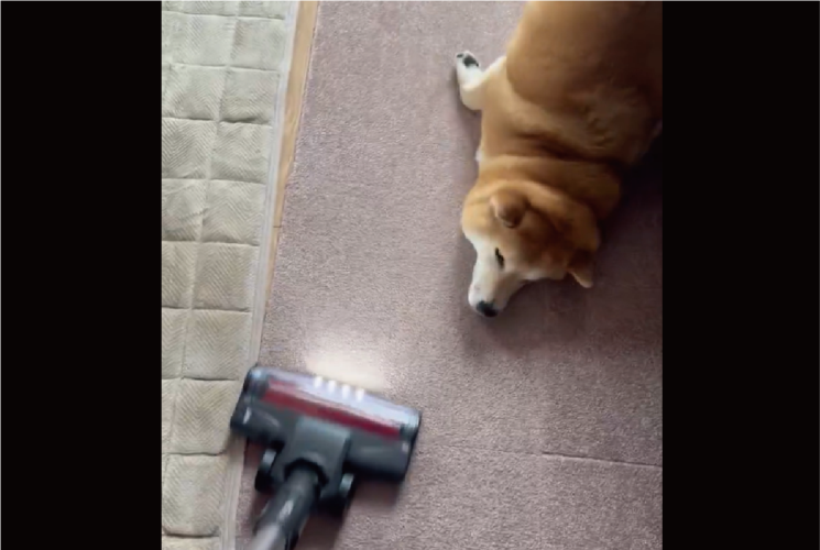 掃除機をかけた直後から・・。掃除が無限ループになる柴犬の行動に「かわいいから許しちゃいますね」