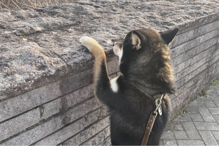 愛犬の行動に飼い主さん感動！展望台からの眺望を楽しんでいた時の出来事が話題に「飼い主さんと同じ目線で、同じ景色を観たいのかな〜」