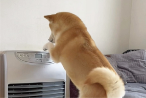 柴犬がヒーターをつけようとしている！？野生に戻れなそうな後ろ姿が話題に「もはや人間みたいです」