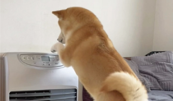 柴犬がヒーターをつけようとしている！？野生に戻れなそうな後ろ姿が話題に「もはや人間みたいです」