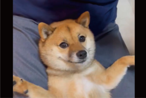 歯磨きジェルをワクワクしながら待つ柴犬に反響「ペロペロしちゃうのかわいい」「いい子に待ってえらい」